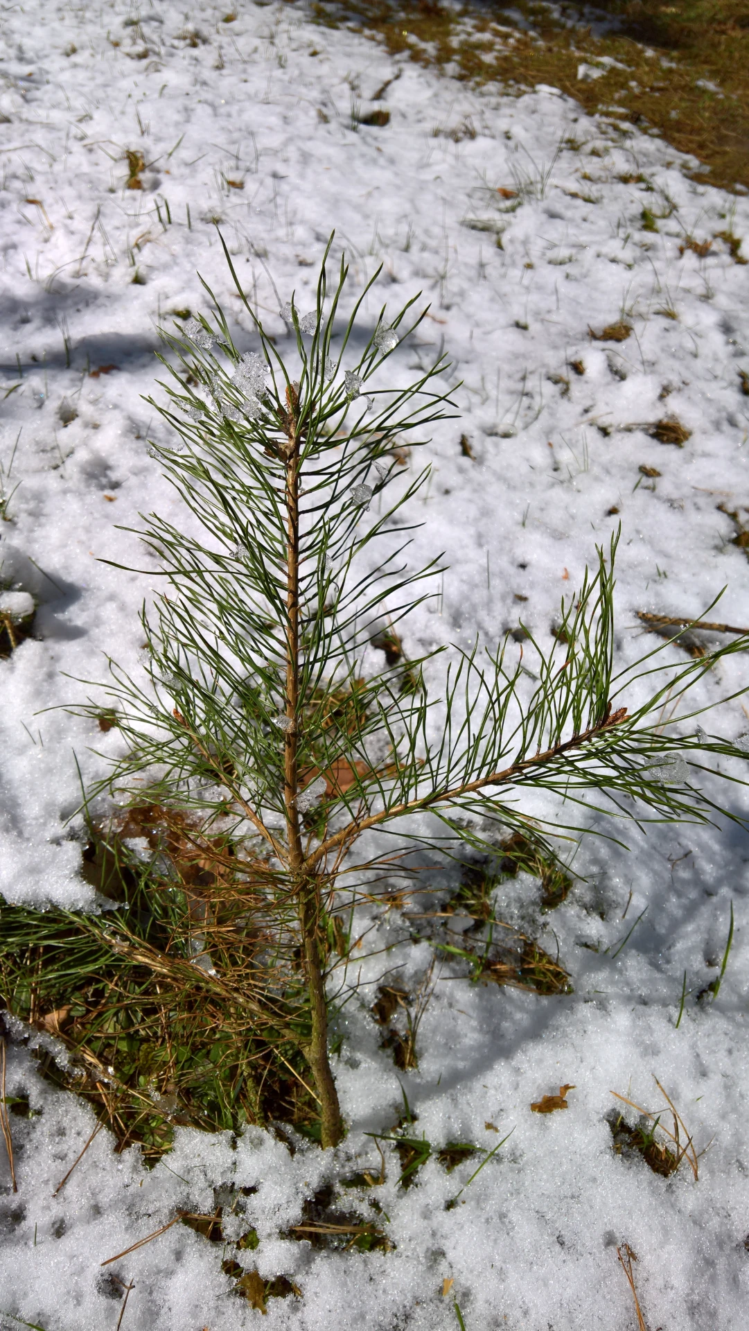 Taken on Microsoft Lumia 950 XL